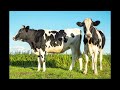 manifest cows into your life very powerful subliminal