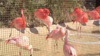 [動物園]ピンクの派手な鳥「フラミンゴ」を観察＠天王寺動物園フラミンゴ