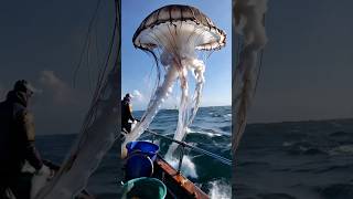 GIANT sea creature captured by fishermen🐟🌊