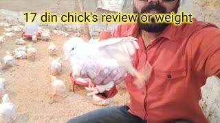 17 day chick's review and weight, 17 दिन के चूजों का रिव्यू और वजन की जानकारी।