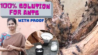 ఈ చిట్కాతో చీమలు మటుమాయం /Get rid of ANTS permanently #madgardener  #gardeningtips #homeremedies