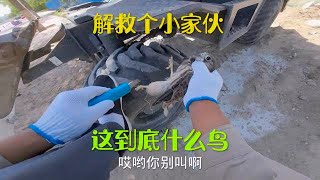 快来看这是什么鸟，解救小家伙！