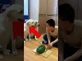 these dog will never steal again😨 viralvideo