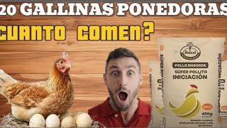 aprende CÓMO saber cuánto ALIMENTO CONSUMEN 20 GALLINAS: consejos prácticos🤑🤑🤑🤑