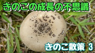 きのこの成長の不思議【きのこ散策 3】