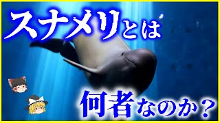 【ゆっくり解説】「スナメリ」とは何者なのか？を解説/クジラ？イルカ？実は奥が深いスナメリの生態と、取り巻く環境について