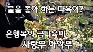 물을 좋아하는 다육이 은행목의 금다육이가 사랑무 아악무랍니다.