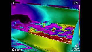 Veterinary Thermography - Angus Diagnosis