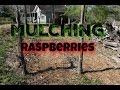 Mulching Raspberries