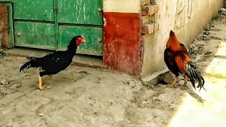 Feathered Fury: Understanding the Rooster Battle Phenomenon