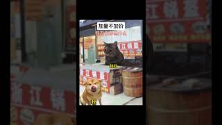 学生永远站在了工农阶级这边。。 #shortvideo #cat #猫meme #搞笑 #funny #cute #pets #故事 #memes #真实改编