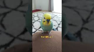 チュウ💋しょ❗️と迫るインコのくーちゃん#shorts #セキセイインコ #関西弁 #喋るインコ