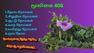 குதிரை குளம்பு |குதிரை குளம்படி|Kuthirai kulambu | Ipomoea pes-caprae |அடும்பு கொடி | அலசல் |Alasal