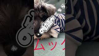 ボールを取りに行くワン子#遊ぶ犬#ミニチュアシュナウザー子犬 #ムック