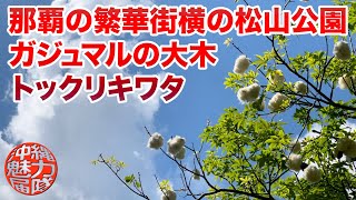 【那覇の公園】那覇市の繁華街のすぐ横にある松山公園！ガジュマルの大木やトックリキワタのモクモクした綿♬