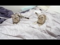 눈이 커지는 고양이 라온이 cute cat playing in bed 탐묘생활 scottishfold kitten