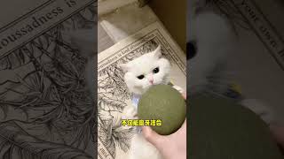 小猫咪都无法拒绝超大薄荷球吧#萌宠好物 #铲屎官的乐趣