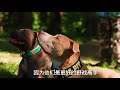 比特犬与坎高犬谁的实力更强悍