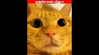 😂🐕🐈டேய்!!! டேய் மச்சி....😂🐕🐈#comedyvideos#viral #trending #funnyanimal #videos