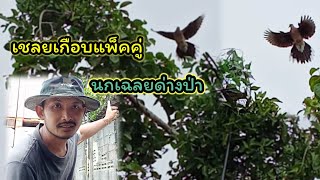 เชลยนกมงคลปีกด่าง ?