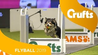 Are these the fastest dogs on earth? FLYBALL is back at Crufts 2019!