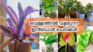 വീടിനകത്ത് വെള്ളത്തിൽ വയ്ക്കാൻ കഴിയുന്ന 15 തരം ചെടികൾ||Plants in water||Ewaas world