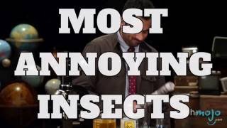 Top 10 Most Annoying Insects (Quickie)