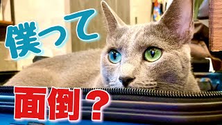 ロシアンブルー|猫を飼う心構え~向いていない人？[Russian Blue]