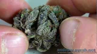 WESTSIDE Voyagers Coffeeshop Allstar Genetics - Amsterdam Weed Review