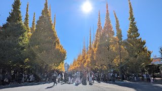 東京5日遊：明治神宮外苑/新宿御苑/明治神宮/東京車站