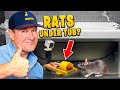 The FASTEST way to get rid of rats under your Tub!