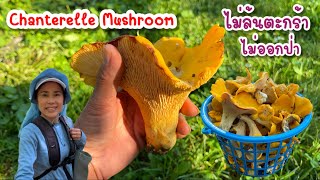 CHANTERELLE MUSHROOM PICKING, HOW TO FIND THEM IN THE FOREST เก็บเห็ดมันปูปิดท้ายป่าเปิดตรงไหนก็เจอ