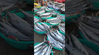 தை அமாவாசை காரணமாக விலை போகாமல் தேங்கிய வஞ்சரம் மீன்கள் #fishing #shorts #fishcurry