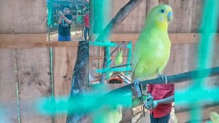 എന്റെ ഫ്രണ്ടിന്റെ Lovebirds ന്റെ വിശേഷങ്ങൾ