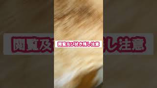 閲覧注意　猫の肛門が映ります　 #ぽっちゃり猫 #保護猫 #猫動画 #フワフワのモフモフ