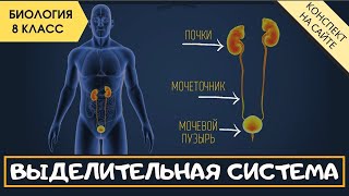 Выделительная система человека. Анатомия. Биология 8 класс. Мочевыделительная система. Нефрон, почки