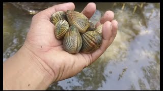 Pagpanginhas, pangunguha ng shellfish sa tabing dagat | Buhay Bukid 😊😊😊