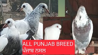 ਨਸਲੀ ਕਬੂਤਰ || ‎@Pyarepigeonkabutar012 || #pigeon #newkabooter #now #kabootarba #birds #ਕਬੂਤਰ #trend