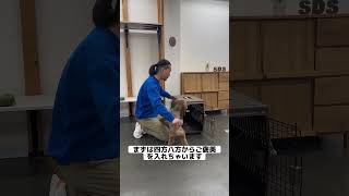 愛犬を守るために！クレートに入る練習をしておこう#shorts #mypet #犬　#いぬすたぐらむ #いぬのいる生活 #愛犬