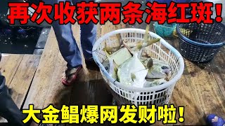 收获两条名贵海红斑！大金鲳都能爆网！发财的一天啊！