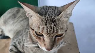Indian Cat 😺 #cat #catlover #viral #viralvideo