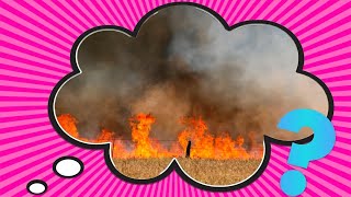 What Is a Red Flag Warning (And What Precautions Should You Take During One)?