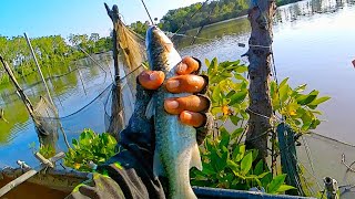 Dobel Strike Bro‼️ Mancing Belanak Babon Di Spot Bekas Tambak