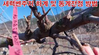 수세강한나무(특정주지) 하계전정(8.10) 결과 살펴보기!!!