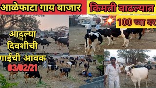 उद्याच्या बाजारासाठी गायांची आवक,Cow market Loni पेक्षा लय भारी Alephata cow market