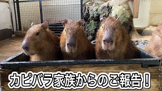 カピバラ家族からのご報告！！