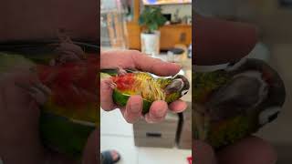 怎麼 #conure #parrot #pet #小太陽鸚鵡 #bird 有一種呆萌的感覺？