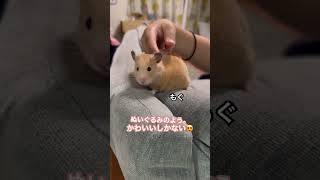 ぬいぐるみのよう #shots #キンクマハムスター #癒し動画#かわいい #もぐ