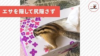 誰が隠したの～😱ご飯を見つけられないリスが大慌てで箱をゴソゴソ【PECO TV】