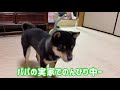 豆柴 柴犬 子犬 新しいボール遊びで大事件発生！！ shiba inu dogs puppy who had a big incident with new ball play